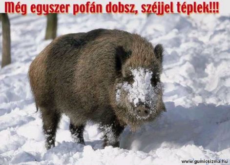 cucu.jpg cucu.jpg